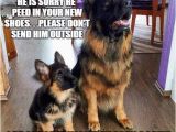 German Shepherd Birthday Meme 20 Cute and Funny German Shepherd Memes Sayingimages Com