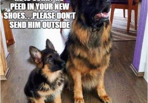 German Shepherd Birthday Meme 20 Cute and Funny German Shepherd Memes Sayingimages Com