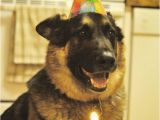 German Shepherd Birthday Meme 21 Things that Make German Shepherds Happy