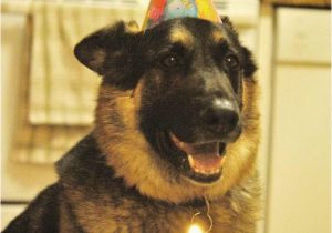 German Shepherd Birthday Meme 21 Things that Make German Shepherds Happy