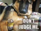 German Shepherd Birthday Meme 24 Funny Animal Pictures Of the Day Funny Animals