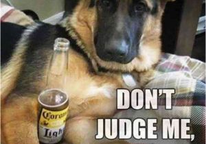 German Shepherd Birthday Meme 24 Funny Animal Pictures Of the Day Funny Animals