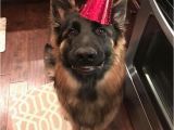 German Shepherd Birthday Meme 25 Best Ideas About Birthday Meme Dog On Pinterest