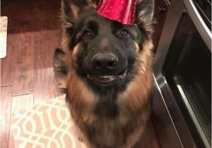 German Shepherd Birthday Meme 25 Best Ideas About Birthday Meme Dog On Pinterest
