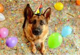 German Shepherd Birthday Meme Birthday Shepherd Blank Template Imgflip