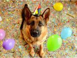 German Shepherd Birthday Meme Birthday Shepherd Blank Template Imgflip