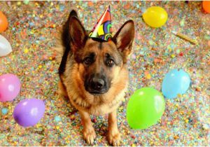 German Shepherd Birthday Meme Birthday Shepherd Blank Template Imgflip