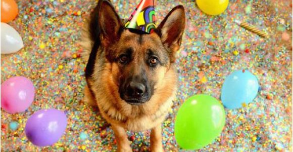 German Shepherd Birthday Meme Birthday Shepherd Blank Template Imgflip