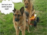German Shepherd Birthday Meme Funny Gsd Memes Page 5 German Shepherd Dog forums
