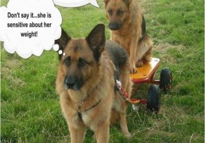German Shepherd Birthday Meme Funny Gsd Memes Page 5 German Shepherd Dog forums