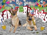 German Shepherd Birthday Meme Happy Birthday German Shepherd Youtube