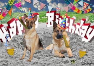 German Shepherd Birthday Meme Happy Birthday German Shepherd Youtube
