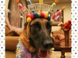 German Shepherd Birthday Meme Pin by Julie Presnell On Happy Birthday Puppy Birthday