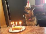German Shepherd Birthday Meme Pin by Sandra Hozey On Funny Animal Sayings Pinterest