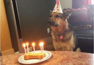 German Shepherd Birthday Meme Pin by Sandra Hozey On Funny Animal Sayings Pinterest