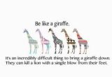 Giraffe Birthday Card Sayings Giraffe Birthday Card Sayings Giraffe Quotes Funny Sayings