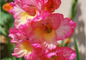 Gladiolus Birthday Flowers 17 Best Ideas About August Birth Flowers On Pinterest