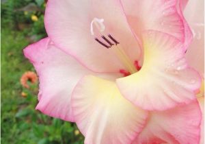 Gladiolus Birthday Flowers 17 Best Images About August Flower Tattoo On Pinterest