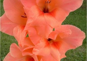 Gladiolus Birthday Flowers 17 Best Images About Gladiolus August Birth Flower On