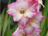 Gladiolus Birthday Flowers August Birth Flower Gladiolus Tattoos Pinterest