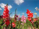 Gladiolus Birthday Flowers August Birth Flower