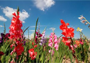 Gladiolus Birthday Flowers August Birth Flower