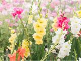 Gladiolus Birthday Flowers August Birth Flower