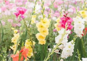 Gladiolus Birthday Flowers August Birth Flower