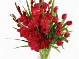 Gladiolus Birthday Flowers Birthday Flower for August Gladiolus