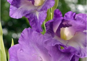 Gladiolus Birthday Flowers Blooming In Buffalo area Gardens now Gladiolus is Flower