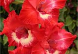 Gladiolus Birthday Flowers Guide to Birthday Flowers by Month Blooms today