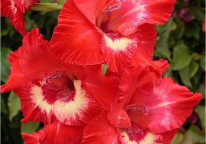 Gladiolus Birthday Flowers Guide to Birthday Flowers by Month Blooms today