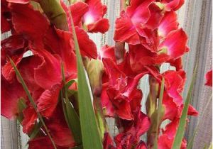 Gladiolus Birthday Flowers I 39 M so Gladiolus that You Were Born August Birthday