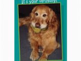 Golden Retriever Birthday Cards Funny Golden Retriever with Balls Birthday Card Zazzle