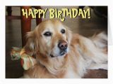 Golden Retriever Birthday Cards Golden Retriever Birthday Card Zazzle