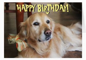 Golden Retriever Birthday Cards Golden Retriever Birthday Card Zazzle