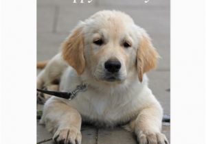 Golden Retriever Birthday Cards Golden Retriever Puppy Cute Photo Birthday Card Zazzle