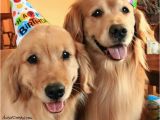 Golden Retriever Birthday Meme 13 Best Best Funny Memes 2018 Images On Pinterest Funny