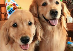 Golden Retriever Birthday Meme 13 Best Best Funny Memes 2018 Images On Pinterest Funny