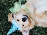 Golden Retriever Birthday Meme 25 Best Ideas About Birthday Meme Dog On Pinterest