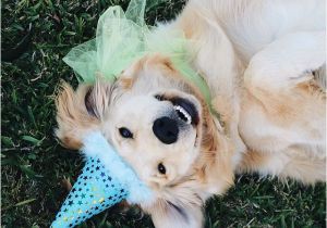 Golden Retriever Birthday Meme 25 Best Ideas About Birthday Meme Dog On Pinterest