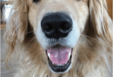 Golden Retriever Birthday Meme 25 Best Memes About Coopers Coopers Memes