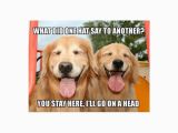Golden Retriever Birthday Meme Funny Golden Retriever Hat Joke Meme Postcard Zazzle