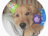 Golden Retriever Birthday Meme Golden Retriever Birthday Meme Pictures to Pin On