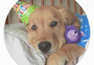 Golden Retriever Birthday Meme Golden Retriever Birthday Meme Pictures to Pin On