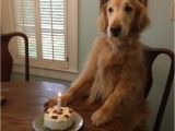 Golden Retriever Birthday Meme Golden Retriever Birthday Meme Pictures to Pin On