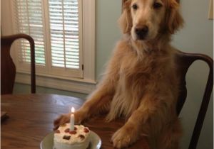 Golden Retriever Birthday Meme Golden Retriever Birthday Meme Pictures to Pin On