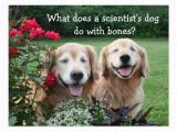 Golden Retriever Birthday Meme Golden Retriever Birthday Meme Pictures to Pin On