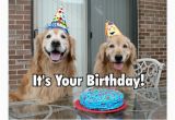 Golden Retriever Birthday Meme Golden Retriever Happy Birthday Cake Postcard Zazzle