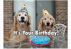 Golden Retriever Birthday Meme Golden Retriever Happy Birthday Cake Postcard Zazzle